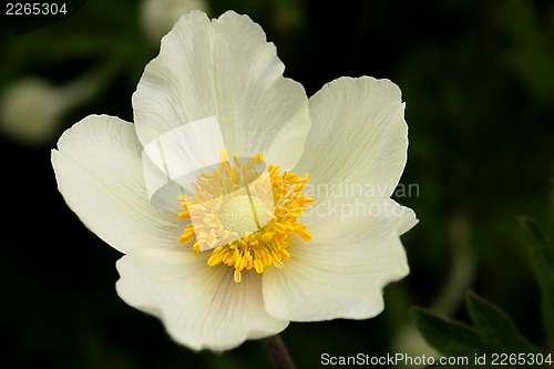 Image of Flower of Anemone sylvestris