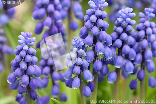 Image of Flowers of Muscari armeniacum