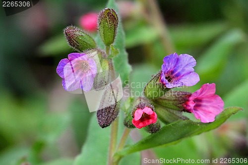 Image of Flowers of Pulmonaria obscura