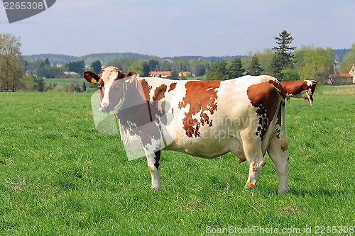 Image of Cow Grazing on a Meadow at Spring