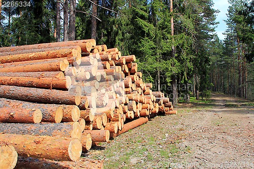 Image of Pine Logs in Spring Forest