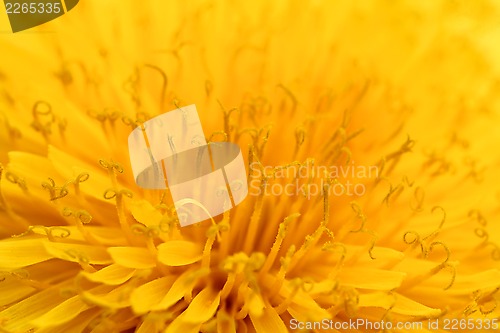 Image of Background of Yellow Taraxacum officinalis