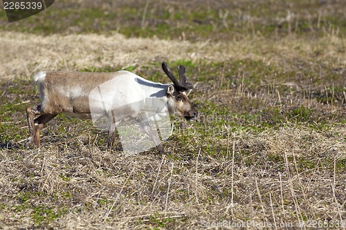 Image of Raindeer grassing