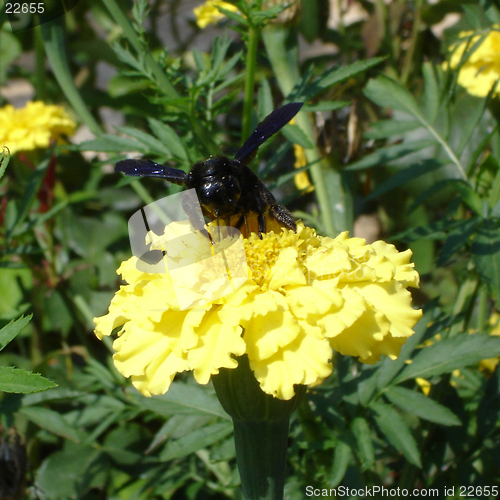 Image of Bee on a flower