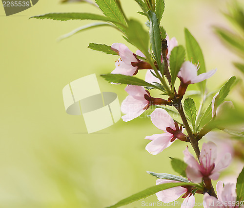 Image of Sakura