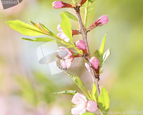 Image of A bee gathers pollen