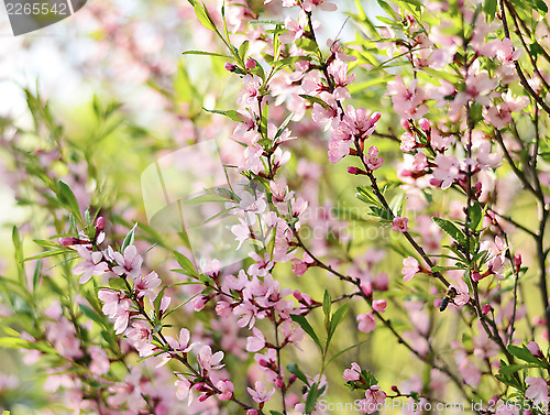 Image of Sakura