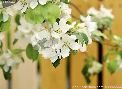 Image of apple blossoms