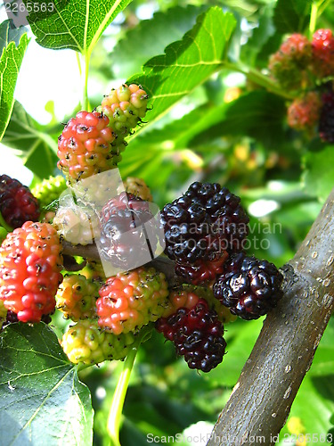 Image of Branch of ripe mulberry
