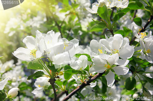 Image of blossom apple tree branch