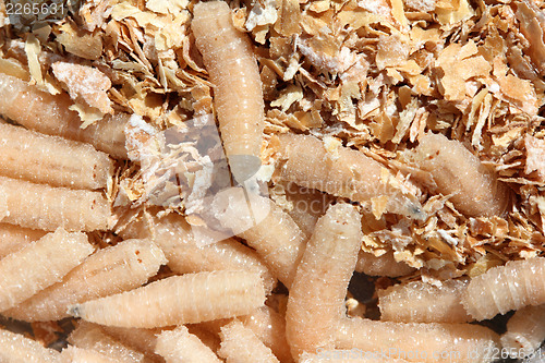 Image of maggots of fly
