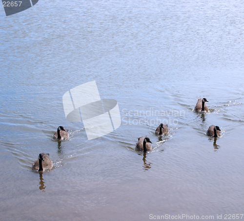 Image of Duck Family