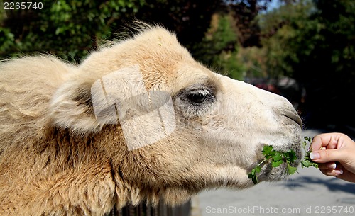 Image of Little camel fed with female hand a parsley