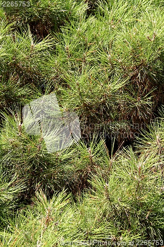 Image of The texture of the needles of pine tree