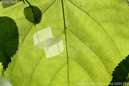 Image of  Texture of a green leaf