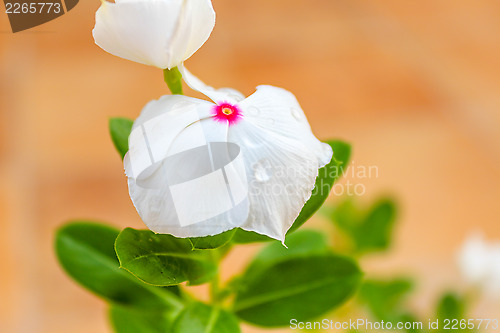 Image of Vinca Flower 