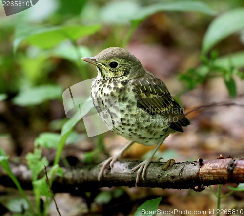 Image of Little bird blackbird