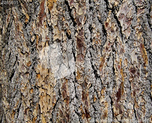 Image of The texture of tree bark