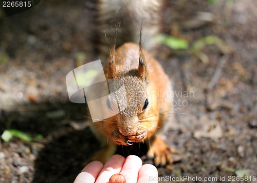 Image of Portrait of a squirrels eat with your hands