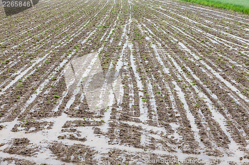 Image of Agriculture disaster