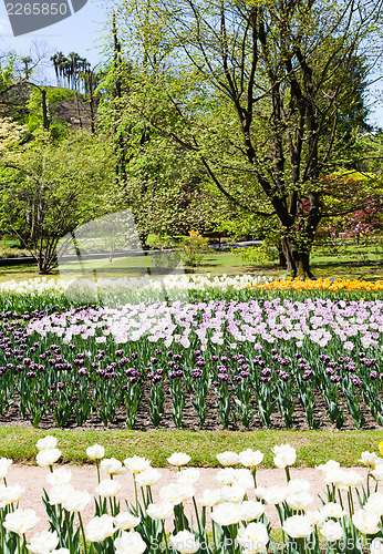 Image of Tulips garden