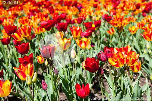 Image of Tulips garden