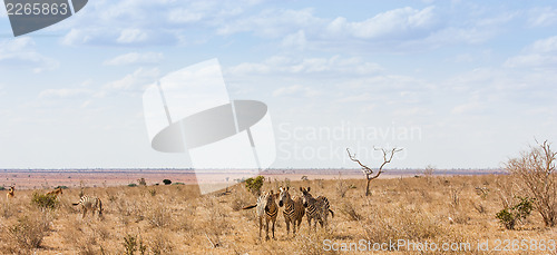 Image of Zebras looking to the camera