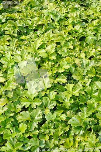 Image of Waldsteinia ternata