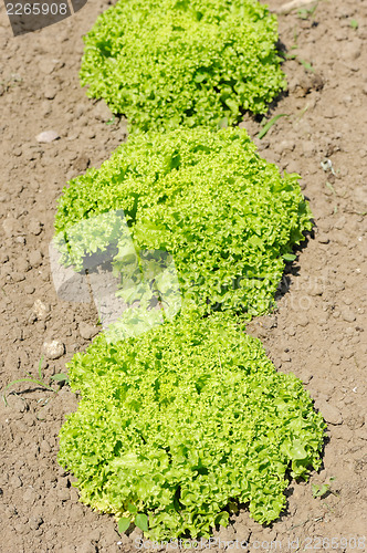 Image of Lettuce