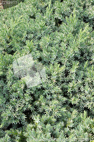 Image of Juniperus squamata