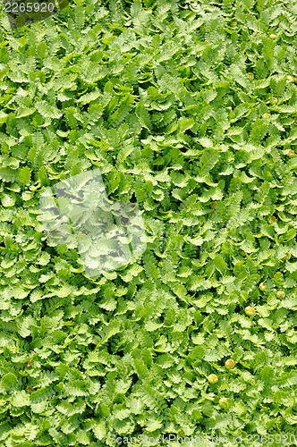 Image of Groundcover plant