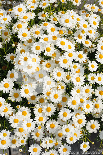 Image of White Matricaria flowers on the meadow.