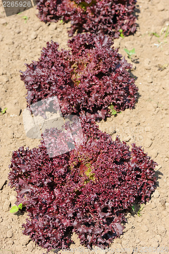 Image of Lettuce