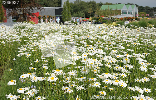 Image of White daisy flowers on the meadow.