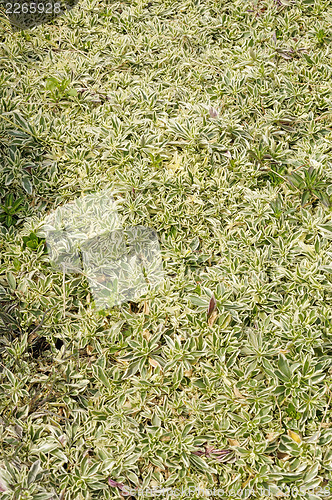Image of Arabis ferdinandi-coburgii