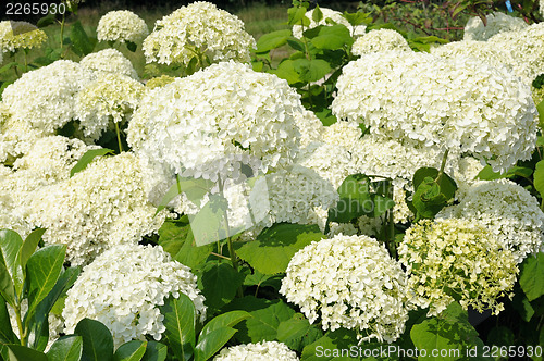 Image of Hydrangea