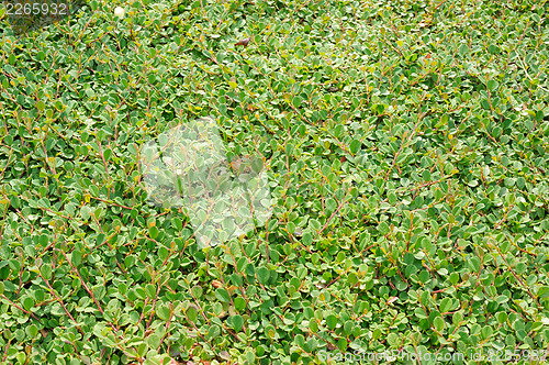 Image of Cotoneaster dammeri