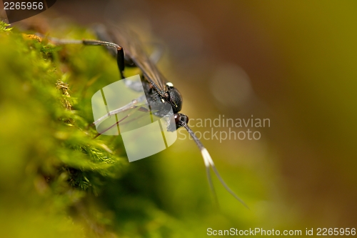 Image of Insect