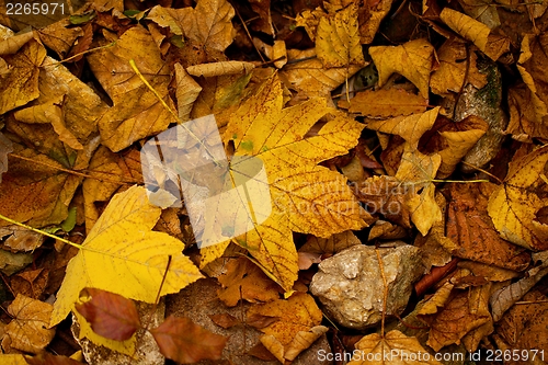 Image of Autumn leaves