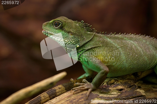 Image of Iguana