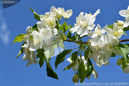 Image of branch of a blossoming apple-tree