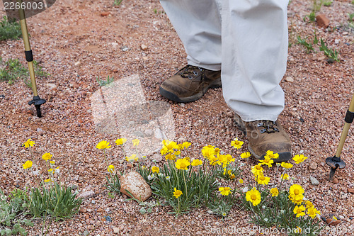 Image of hiker and desert wildflowers