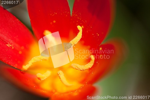 Image of Red Tulip Flower