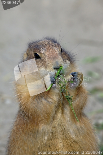 Image of Prairie-dog