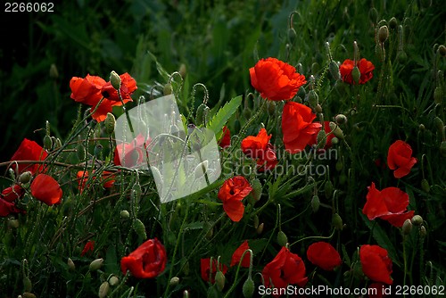 Image of Red Poppies