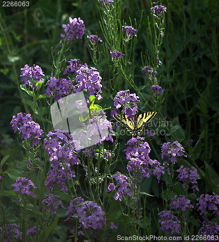 Image of Butterfly