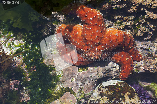 Image of Beautiful Starfish in Shallow Tide Pool