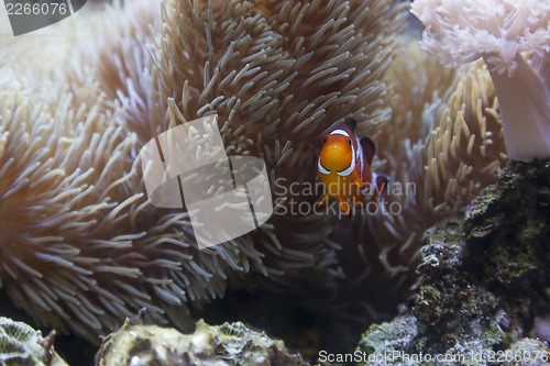 Image of Beautiful Clownfish and Sea Anemone