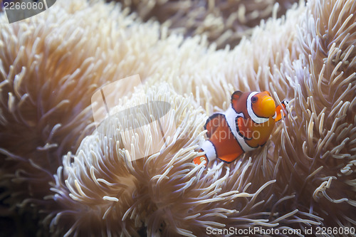 Image of Beautiful Clownfish and Sea Anemone