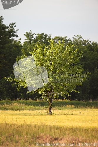 Image of Tree